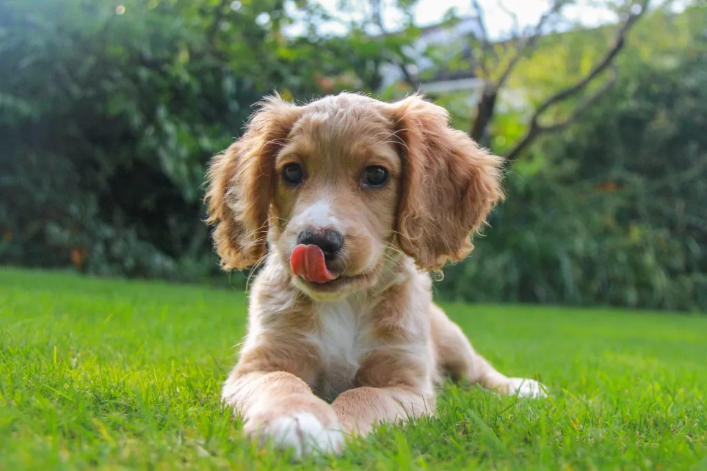Why Do Dogs Lick Their Lips » Fayie Pet World