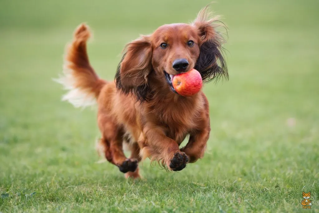 Fayie Dog Apple
