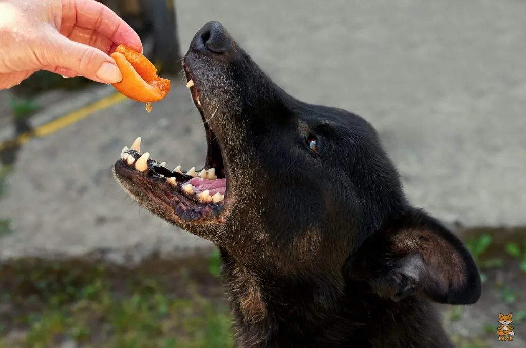Fayie Dog Apricot