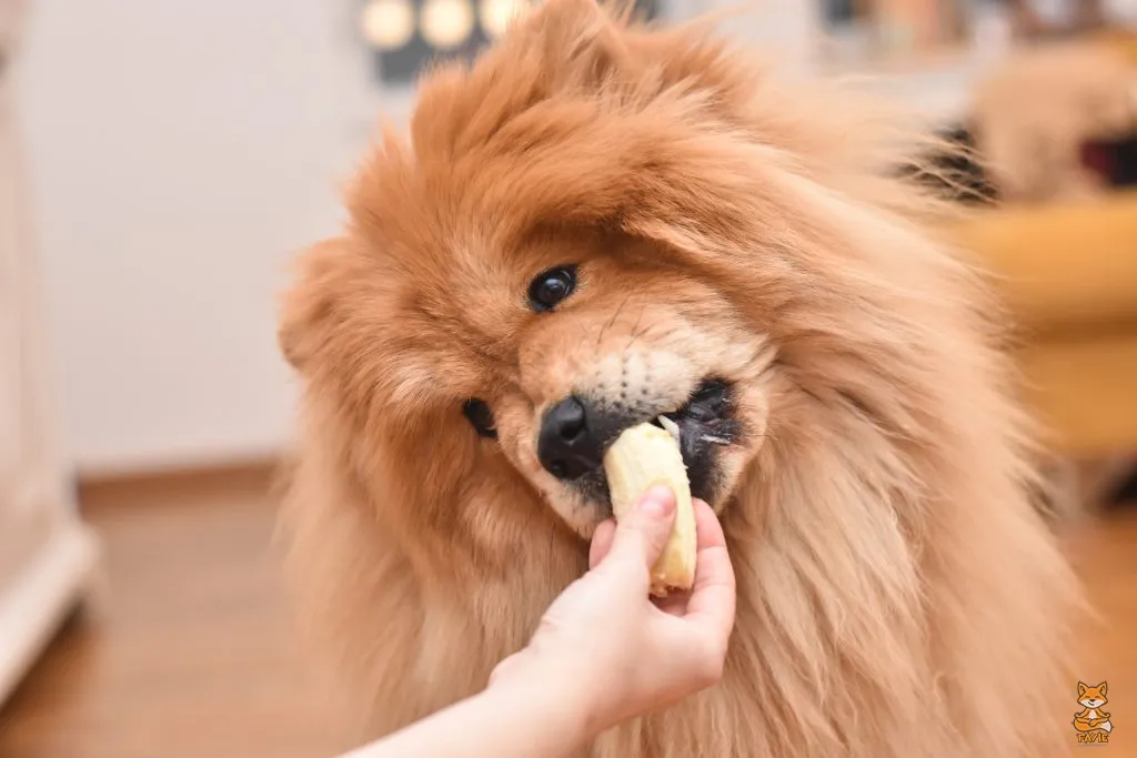 Fayie Dog Banana