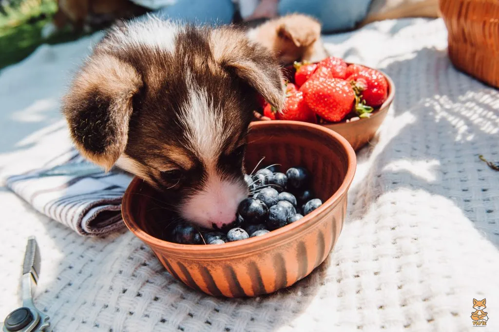 Fayie Dog Blueberries