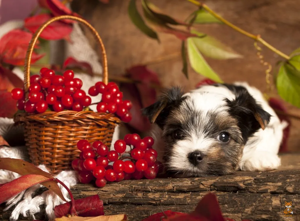 Fayie Dog Cranberries