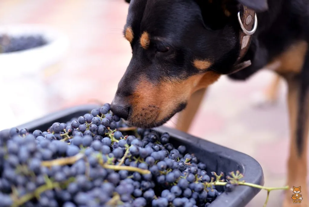 Fayie Dog Grapes