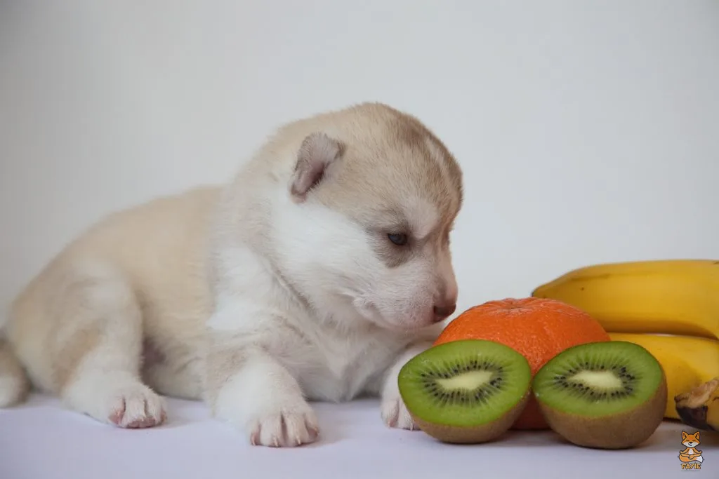 Fayie Dog KiwiFruits