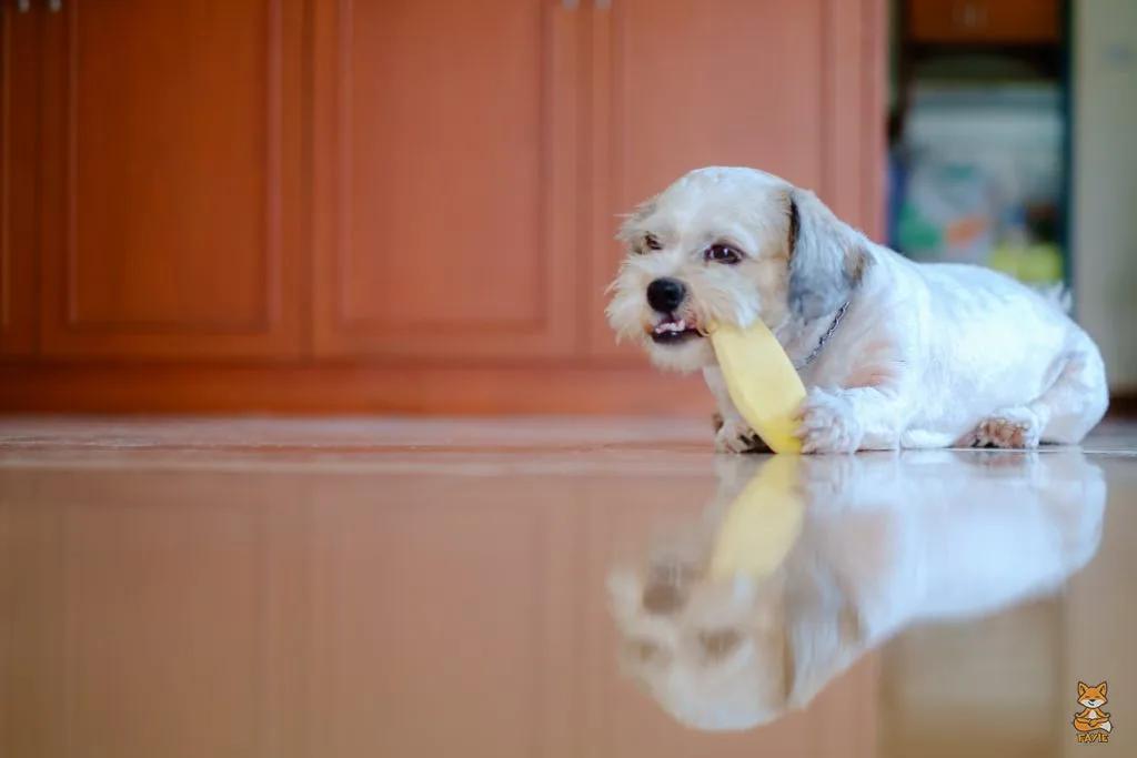 Fayie Dog Mango