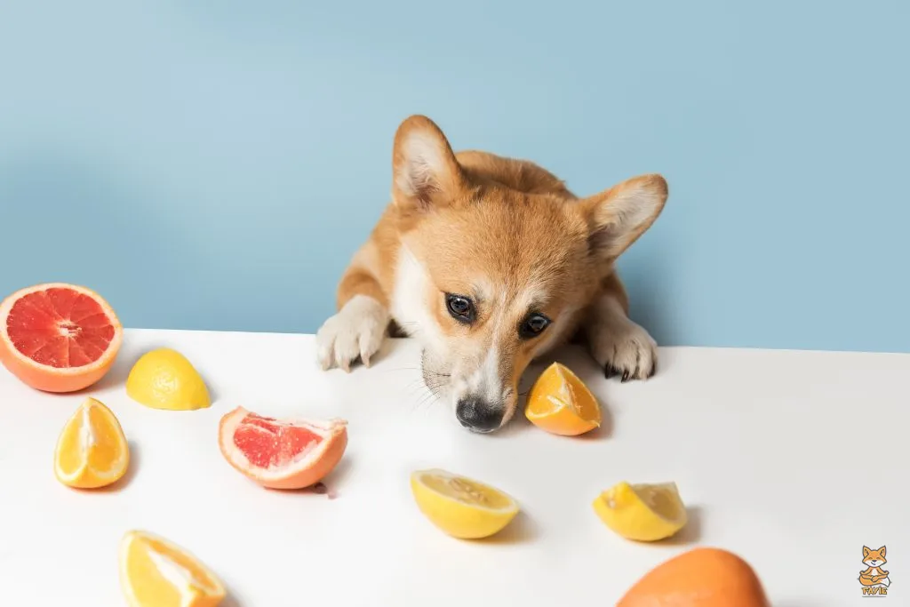 Fayie Dog Orange