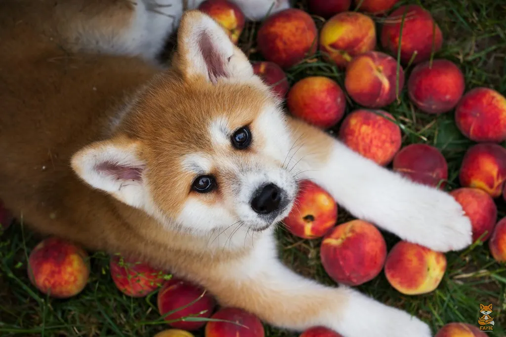 Fayie Dog Peach