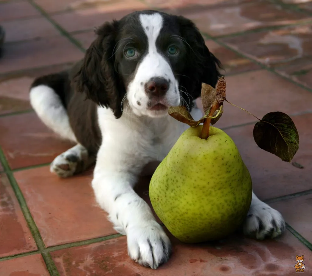 Fayie Dog Pear