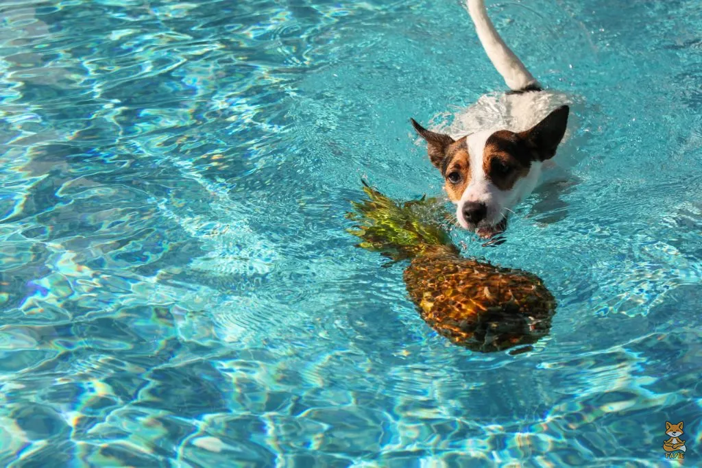 Fayie Dog Pineapple