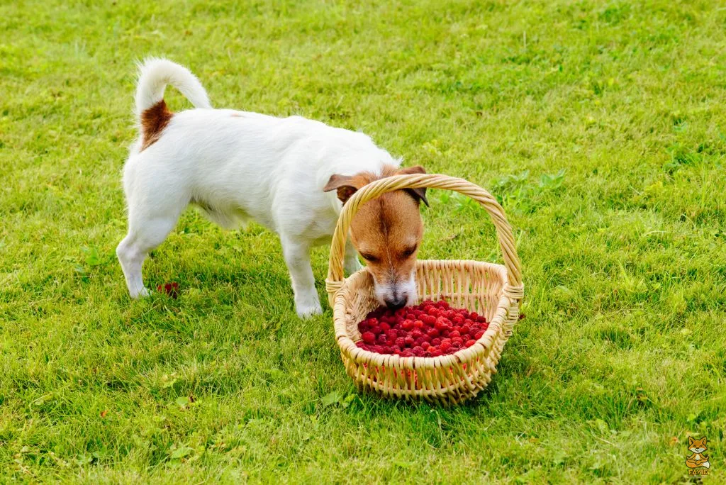 Fayie Dog Strawberry