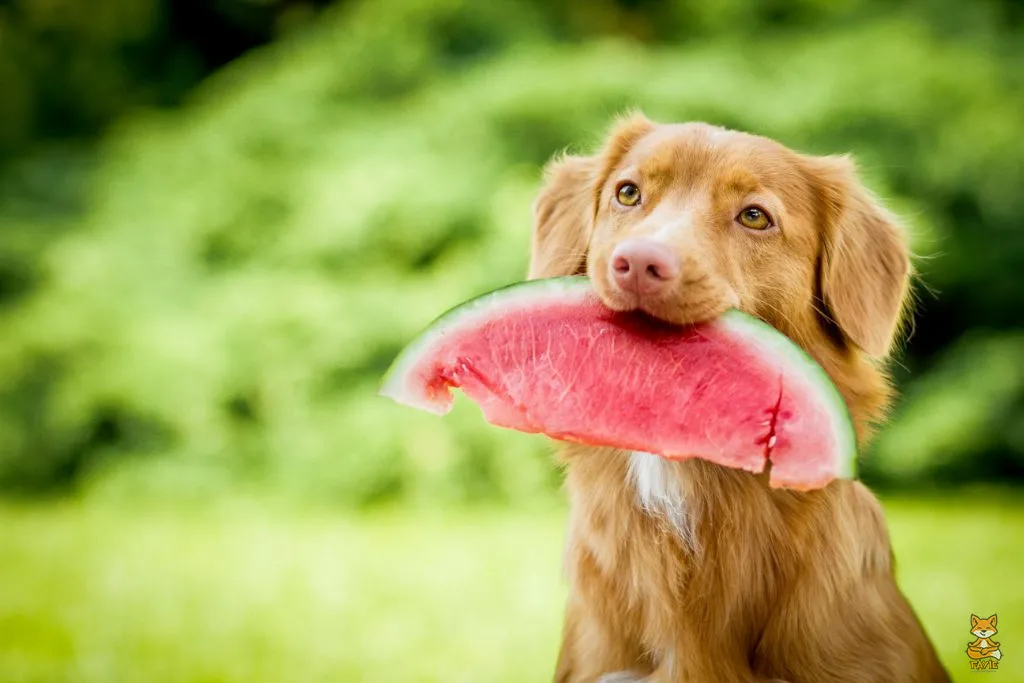 Fayie Dog Watermelon