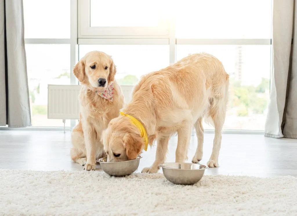 How To Transition Your Dog To New Dog Food » Fayie Pet World