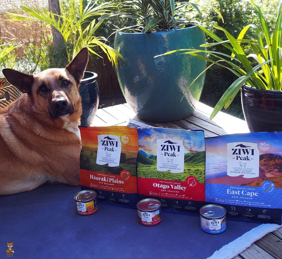 Kelpie mix loves ziwi