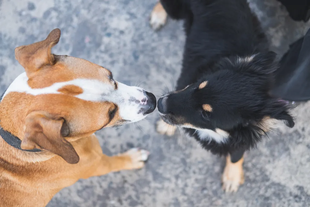 Social Aggression Behaviour in Dogs » Fayie Pet World