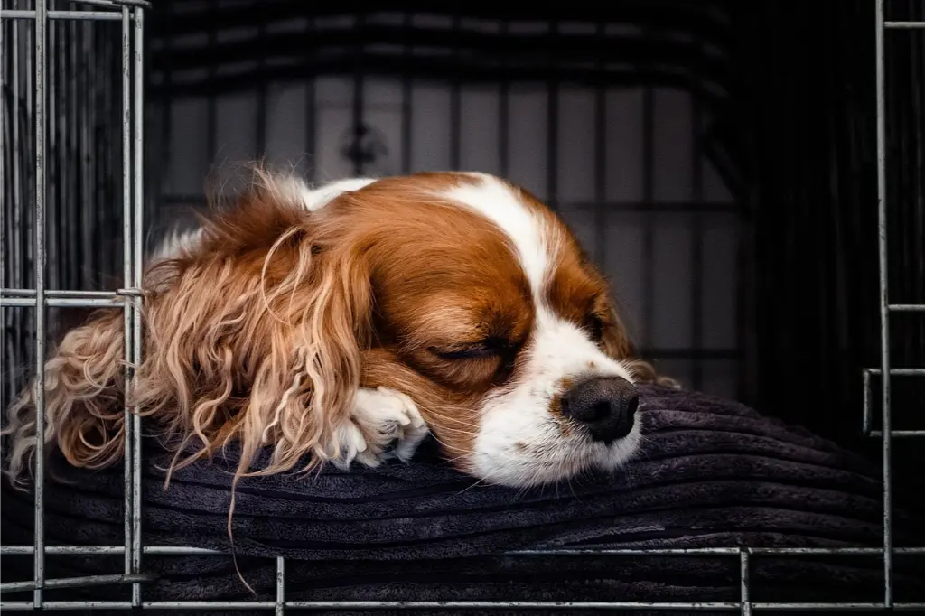 puppy in crate
