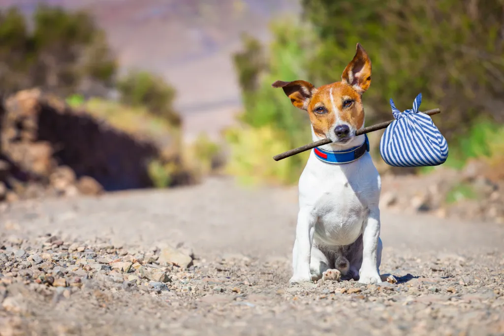 Understanding Why Dogs Run Away? » Fayie Pet World